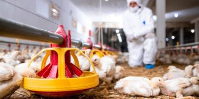 Keep Your Poultry Healthy And Pest-Free