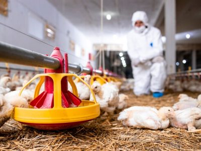 Keep Your Poultry Healthy And Pest-Free