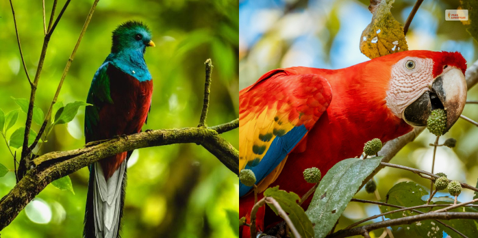 Resplendent Quetzal And Scarlet Macaw