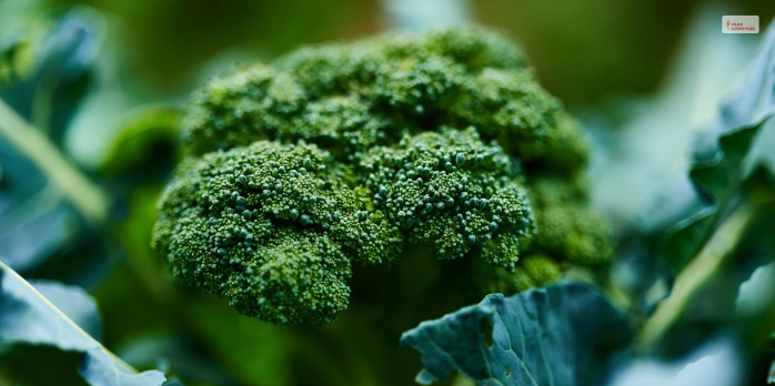 Brocolli