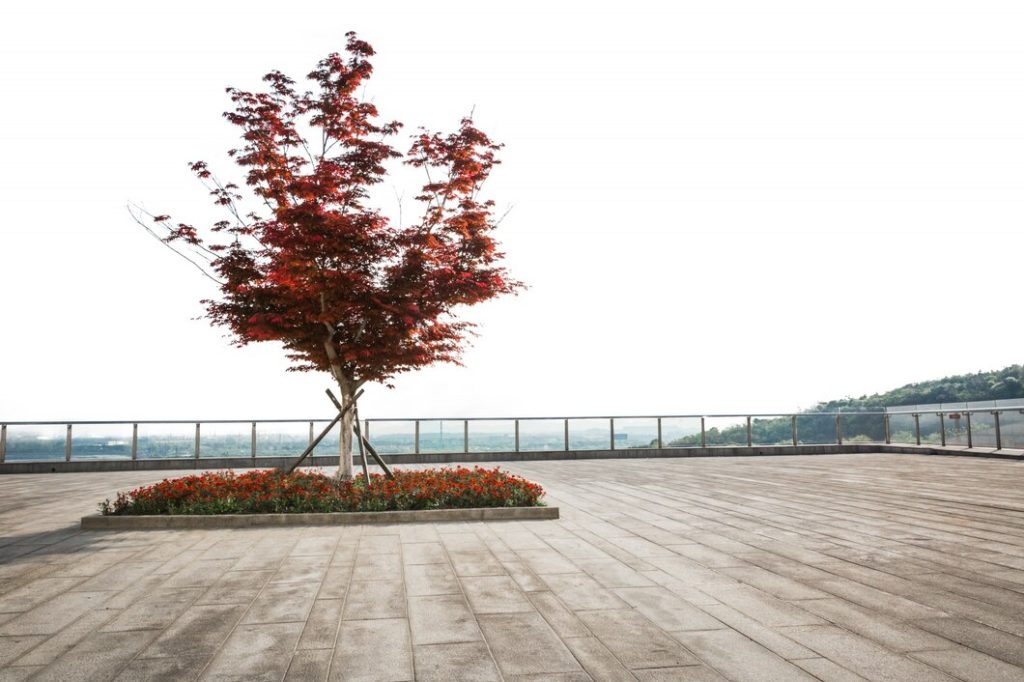 The Symbolic Significance Of Memorial Trees In Public Spaces