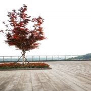 Memorial Trees In Public Spaces