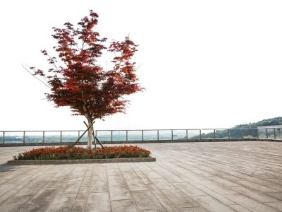 Memorial Trees In Public Spaces