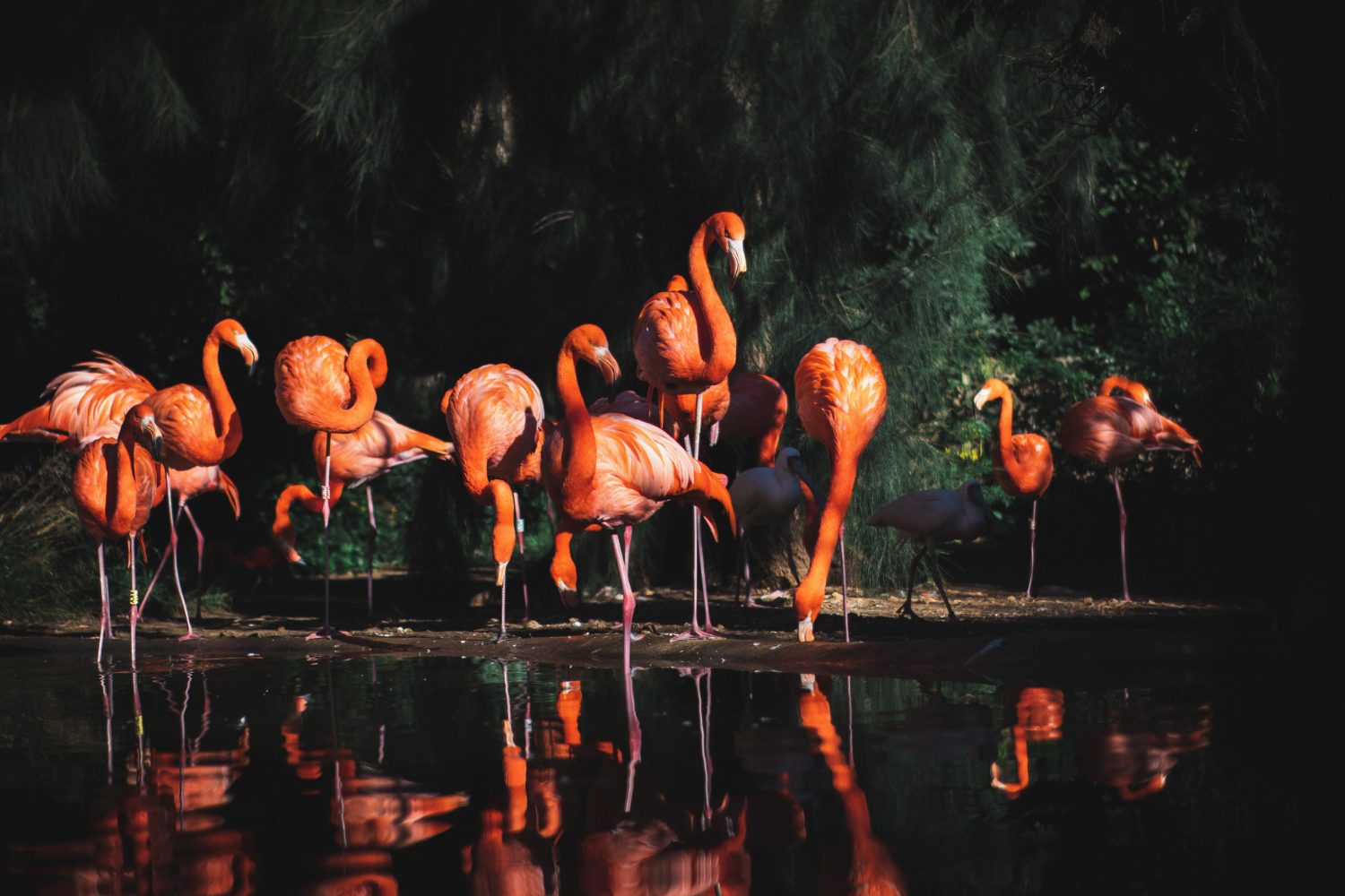 Wildlife In Vietnam