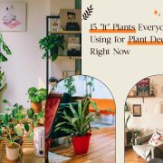 Plant Decor