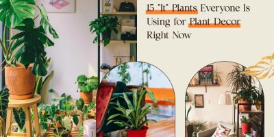Plant Decor
