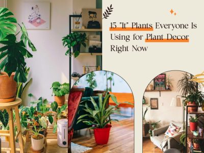 Plant Decor