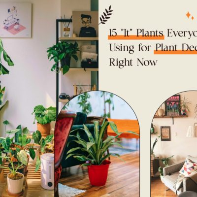Plant Decor