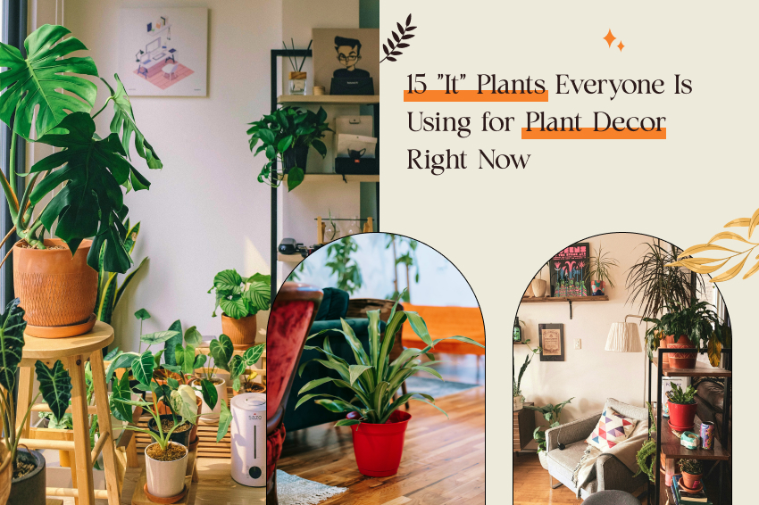 Plant Decor